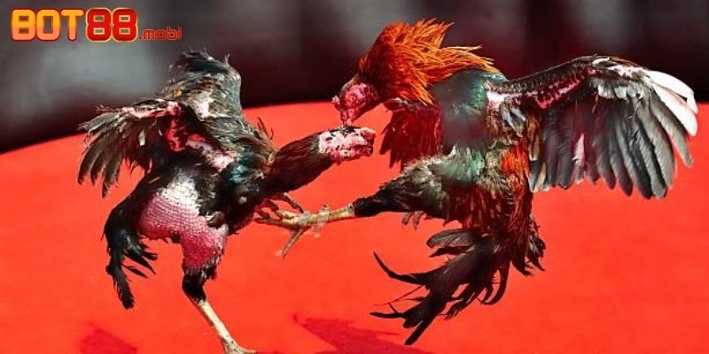 Đá gà C1 mang lại trải nghiệm cá cược đỉnh cao