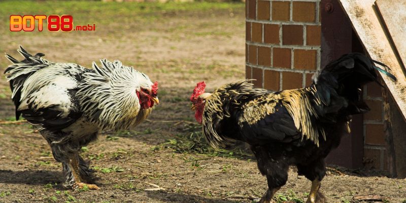 Giới thiệu sàn đấu gà Thomo