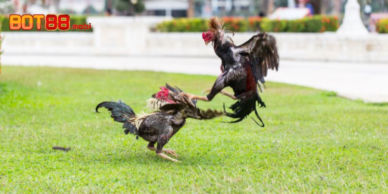 Đấu trường gà Thomo luôn thu hút đông đảo người chơi