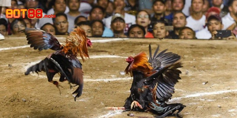 Các hình thức đá gà thú vị nhất